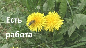 Май Медоносит одуванчик