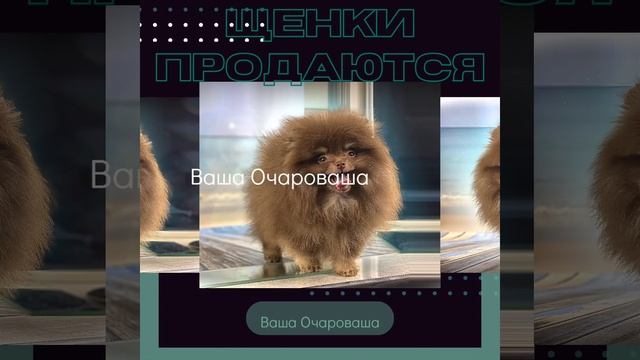 Шпиц Инга смотреть онлайн