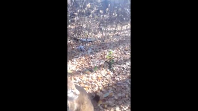 РЫСЬ ЯШМА ПРОГУЛКА _правда ли что рысь в сутки проходит 500км смотреть онлайн