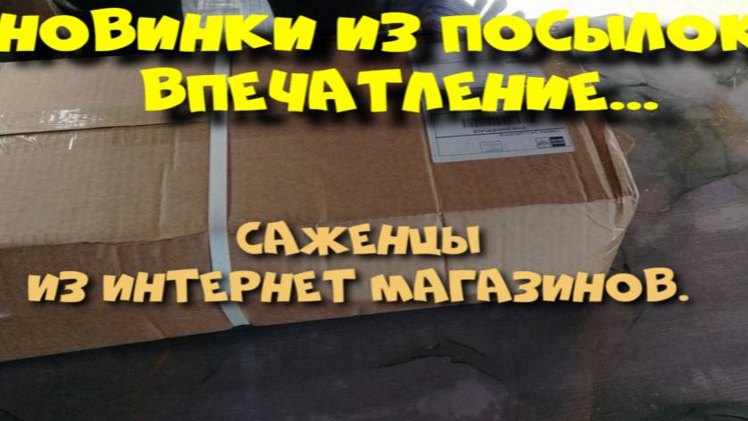 САЖЕНЦЫ ИЗ ПОСЫЛОК. ОБЗОР смотреть онлайн