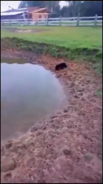 СЧАСТЛИВЫЕ МЕДВЕЖАТА смотреть онлайн