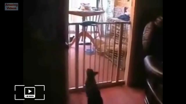 Неудачно прыгающие котики