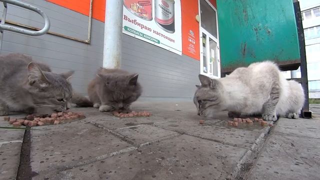 бог любит троицу послал мне трёх голодных кошечек homeless cats смотреть онлайн