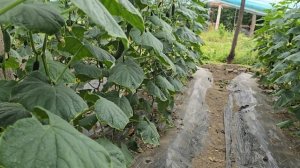 Что даёт прививка на огурце. Мадейра F1, Чечня, китайские теплицы, май 2025 год.