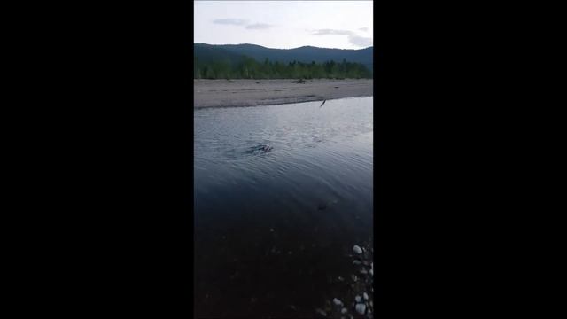 Флай Англер клубын Япон, ОХУ-ын найз загасчидтай хамт Цагаан-Үүр суманд хийсэн аялал 2017-06-15 #2