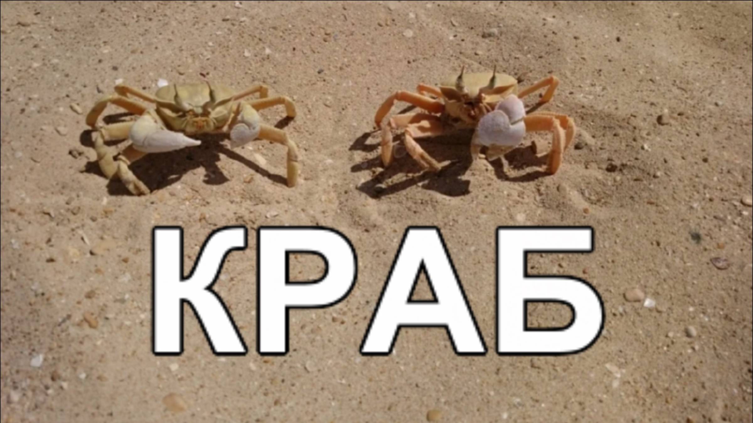 Пляжный краб на Учкуевке смотреть онлайн