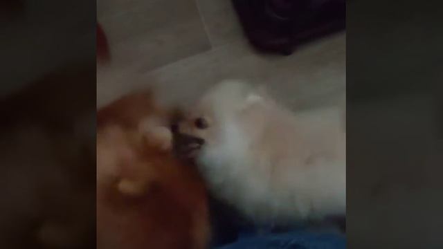 Щенки породы Шпиц