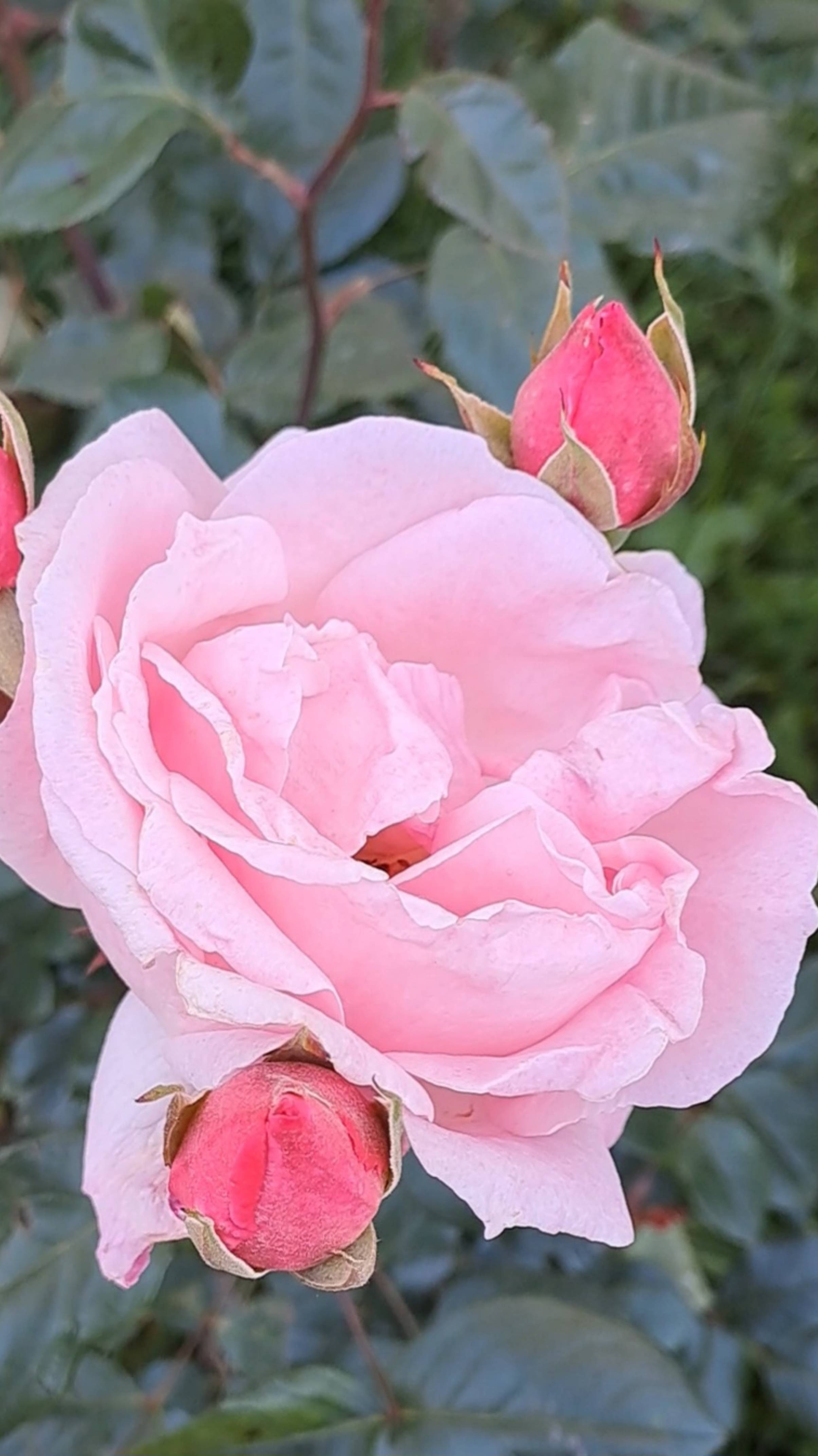 Майская роза🌹 смотреть онлайн