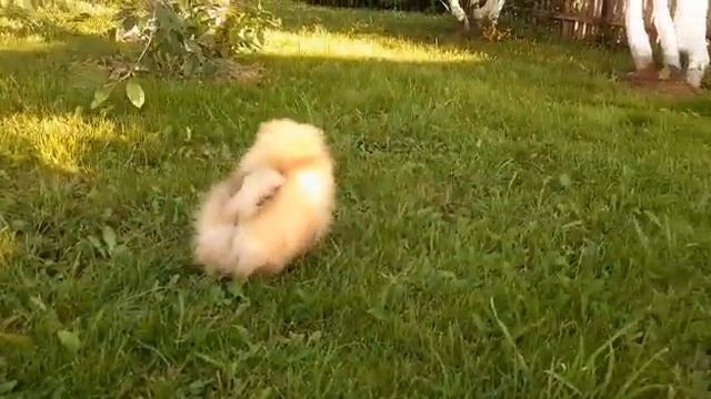 Девочка померанского шпица ждет своих родителей, по всем вопросам обращаться в лс смотреть онлайн