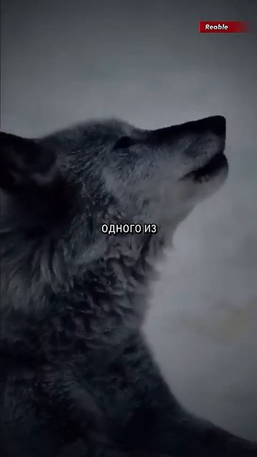 Так и есть! А шакалов хватает... смотреть онлайн