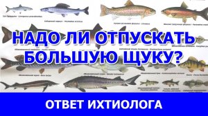 Надо ли отпускать большую щуку?? Ответ ихтиолога. фрагмент видео "Все про щуку"