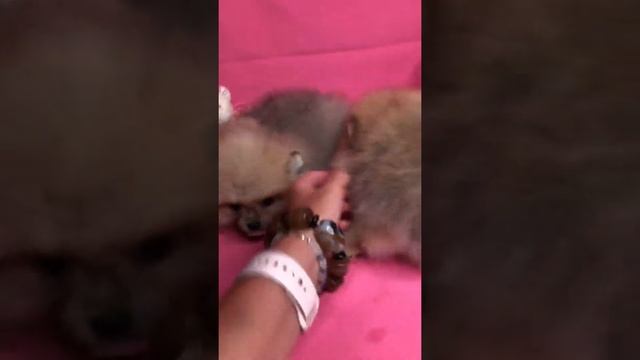 Шпицы мишки продаются