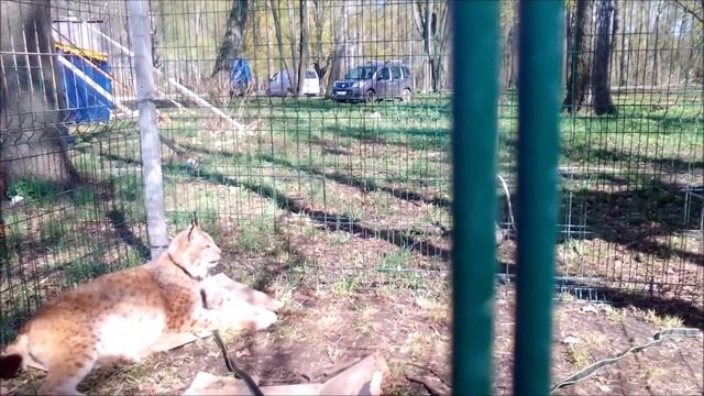 Рысь не дает гладить живот, разъединили рысей. смотреть онлайн