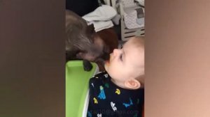 СМЕШНЫЕ ПРИКОЛЬНЫЕ МАЛЫШИ #9 - Забавный ребенок, играющий с животными