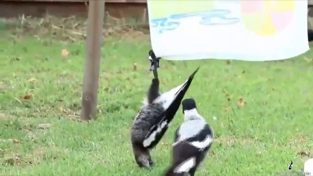 COUB Лучшие приколы Большая подборка приколов над людьми от Прикол ТВ смотреть онлайн