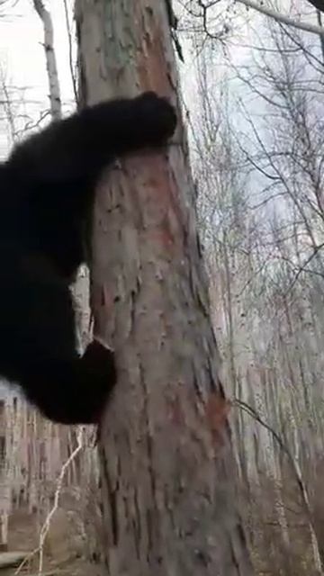 САМЫЕ СТРАШНЫЕ ЖИВОТНЫЕ ЛОШАДИ медвежонок познает мир смотреть онлайн