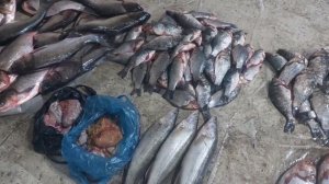 Чиноз балик бозори нархлари.