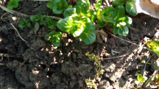 Кубань, первые цветы на деревьях. Курочки. У родителей в гостях. смотреть онлайн