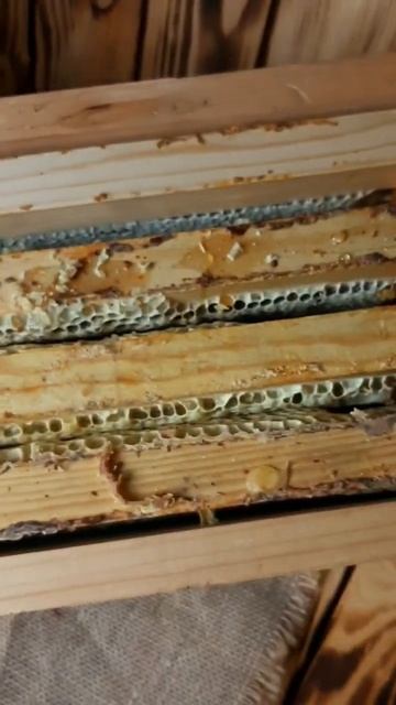 Сотовый мёд с Алтая, пасека Кузьмича. В описании контакты для заказа. #алтай #пасека #мёд #пчеловод смотреть онлайн