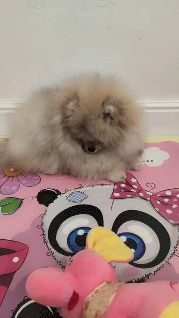 Лео)  / Das Leben eines kleinen Spitz Leo)/ The life of a little Spitz Leo #шпицлео #ukraine