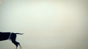 Поющие Трусы   Василёк