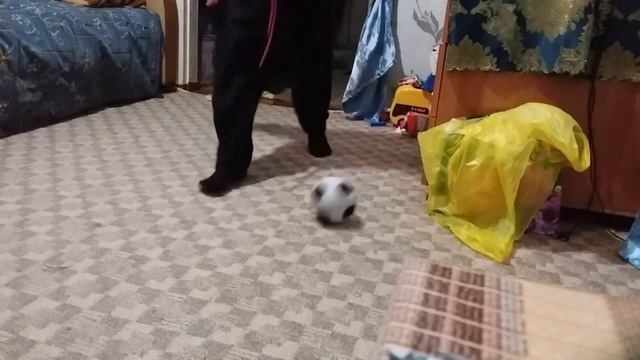 пенальти на поджопник смотреть онлайн