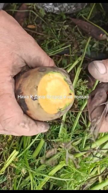 Как обрезать морковь для хранения чтобы не росла в погребе @gardeninghome #огород #дача #морковь смотреть онлайн