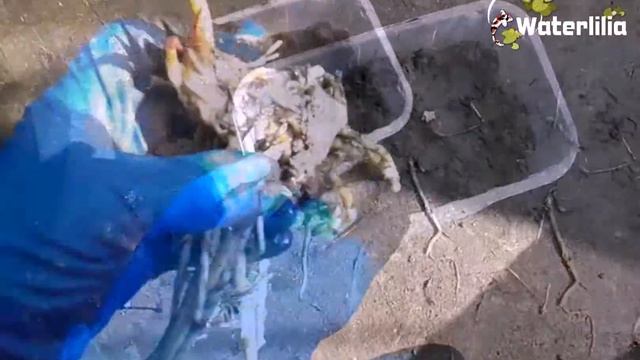 Быстрая антисептическая обработка и посадка кувшинки смотреть онлайн