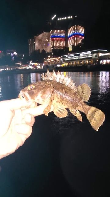 Ядовитая рыба чёрного моря, опасная, но вкусная рыбка # смотреть онлайн