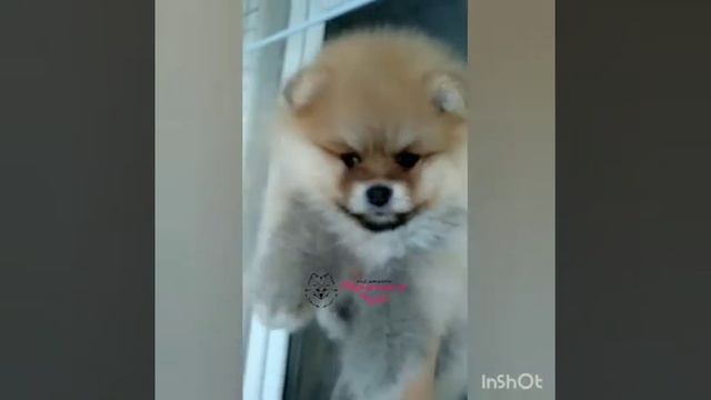 Номер 12102 Шпиц померанский Девочка оранж