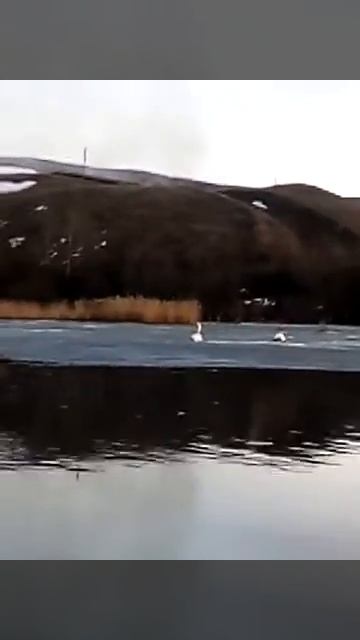 Лебити на льду смотреть онлайн