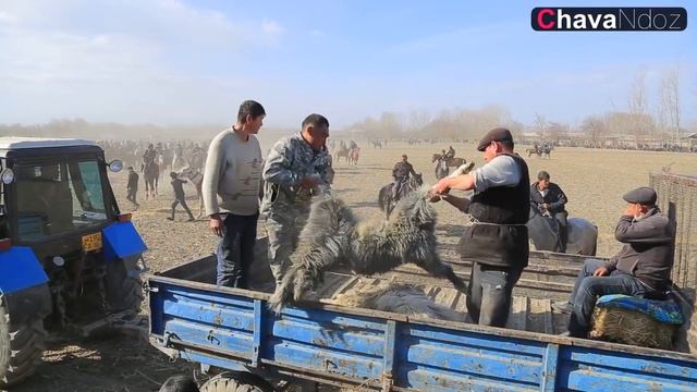 23 11 2021 YIL URGUT KO'PKARI BEGZOD HIMMATOV UZUN QISHLOQ смотреть онлайн