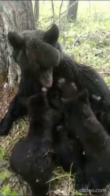 У МЕДВЕЖАТ ПЕРЕРЫВ НА УЖИН смотреть онлайн