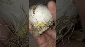 декоративный лук/ Аллиум/ лук Кристофа, Гладиатор, Мау?