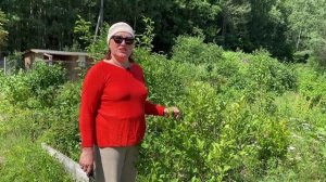 ОСОБЕННОСТИ СОРТОВ ГОЛУБИКИ Часть 2