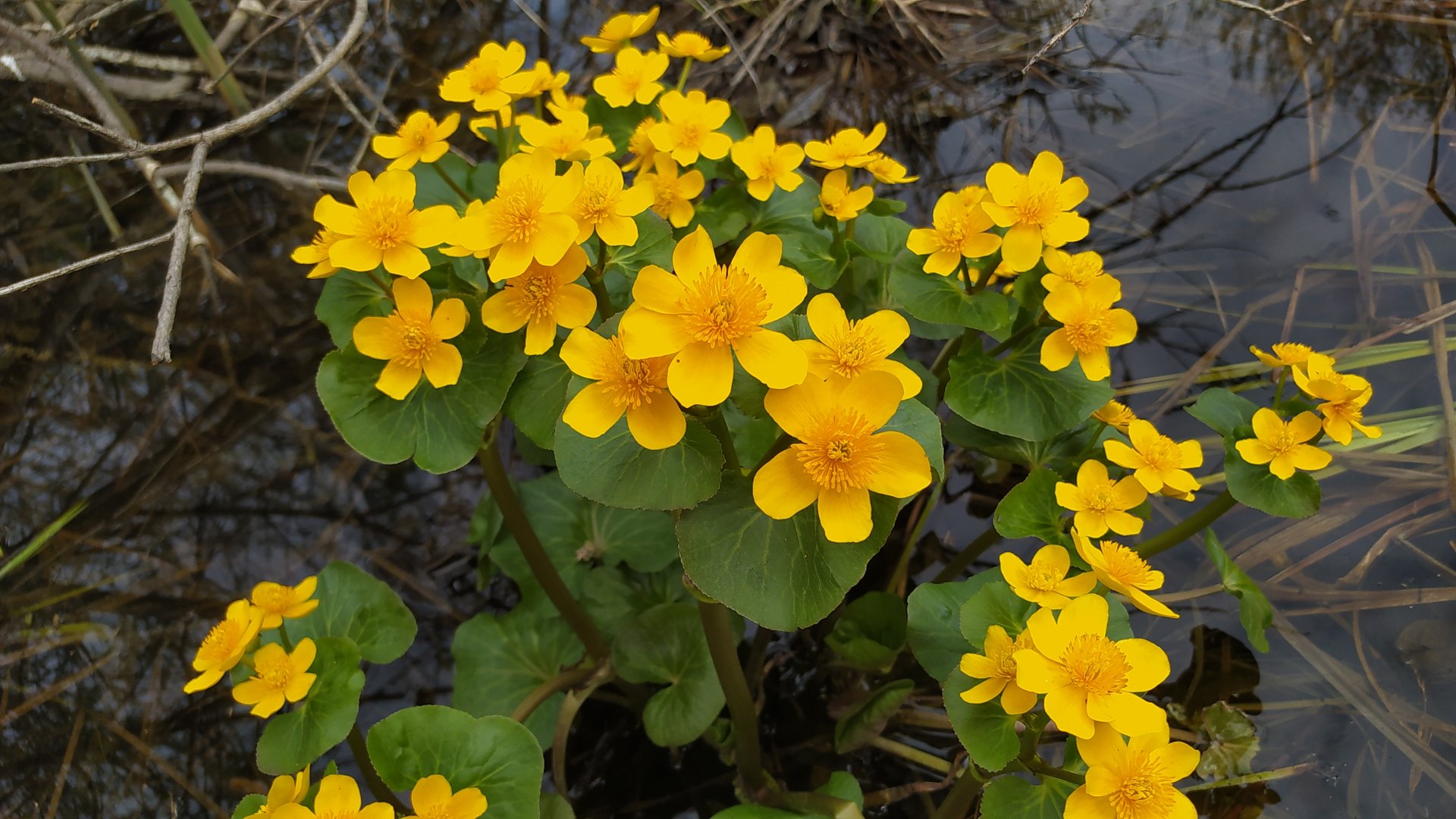Калужница болотная (красивый болотный цветок, Сибирь Красноярский край)