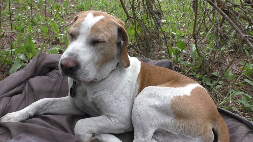 Нашёл ослабленную собаку в лесу! Вернул хозяевам! смотреть онлайн