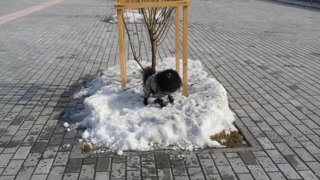 Шпиц Ричи. Последний снег смотреть онлайн