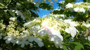 Ты скажи калина!!!Татьяна Козловская!!!Тамара Каптюхова!!!