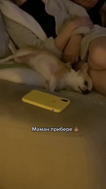 #юмор #чихуахуа #fyp
