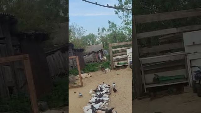 15.05.2025г Бойные Голуби Зухардина. смотреть онлайн