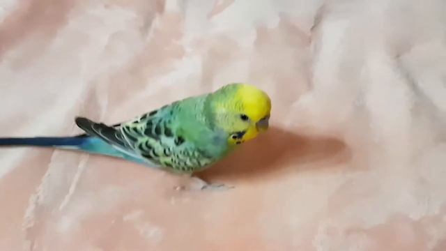 прикол Кеша садится на вешалку смотреть онлайн
