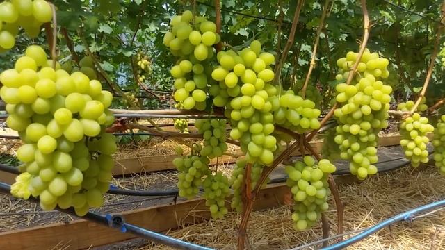 Виноград НЕЛЬСОН смотреть онлайн