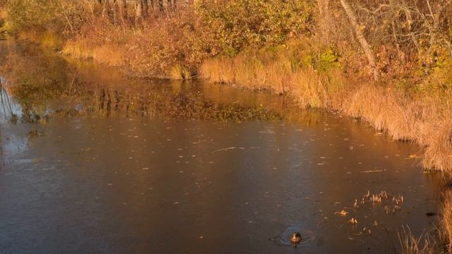 СМЕШНОЙ КАДР С УТКОЙ НА ЛЬДУ  (испорченный, но оставила поржать)))