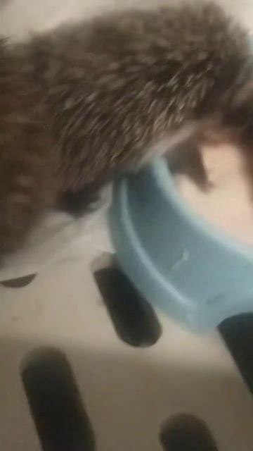 Не секрет! #карендаллакян #funny #animal