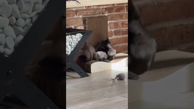 ХВОСТ ЗА ХВОСТ смотреть онлайн