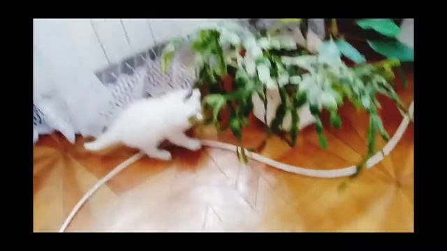 Новый кот Снежок смотреть онлайн