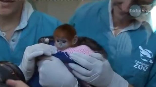 Малыш обезьянки