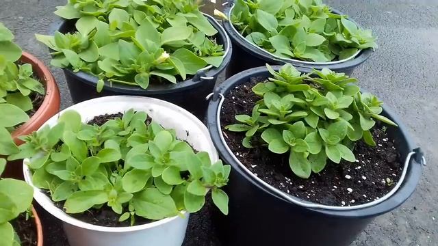 СКОЛЬКО КУСТИКОВ ПЕТУНИИ НАДО САЖАТЬ В ОДИН ГОРШОК.КАКОЙ ОБЪЁМ ГОРШКА И ПРАВИЛА ВЫРАЩИВАНИЯ. смотреть онлайн