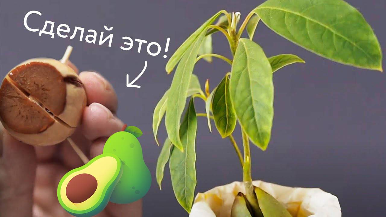 Как вырастить Авокадо из косточки. Простой способ смотреть онлайн